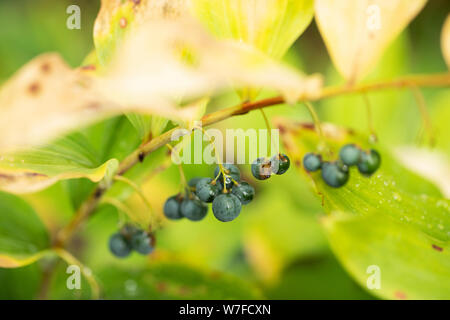 Bacche blu su una pianta di Polygonatum odoratum, conosciuta come sigillo di Salomone, nella famiglia degli Asparagaceae. Questa pianta fiorente è originaria dell'Europa e dell'Asia. Foto Stock