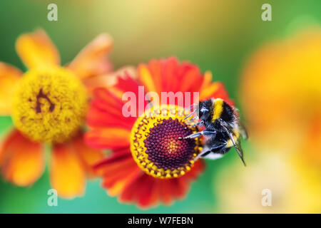 Primo piano a strisce di bumblebee che raccoglie nettare di polline da rosso brillante helenuim fiori autumnale su sfondo verde sfocato fiorito in giardino Foto Stock
