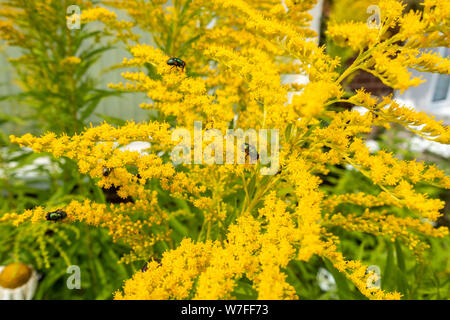 Oro o Solidago fiori con verde bottiglia vola in visita a. Foto Stock