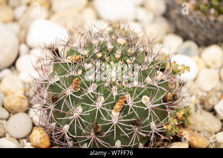 Gymnocalycium saglionis, un cactus globulare originario dell'Argentina e cresciuto in terreno roccioso. Foto Stock