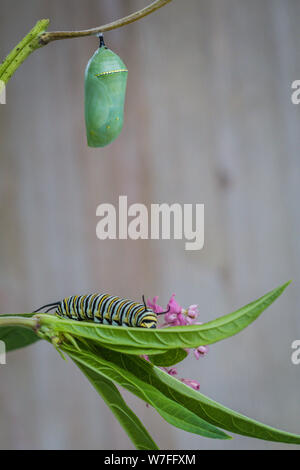 La Monarch Crisalide Caterpillar, Danaus Plexppus, sul gambo Milkweed contro sfondo rustico con spazio per testo e copia Foto Stock