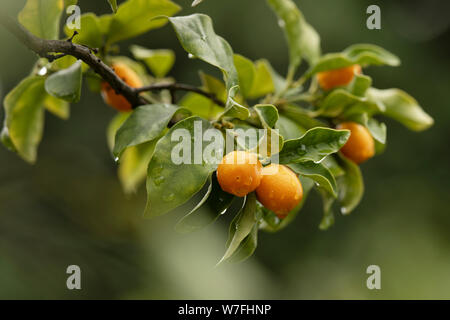 Un kumquat ovale o Nagami kumquat albero (Citrus margarita) dopo una doccia a pioggia. La prima classificazione era Fortunella margarita. Foto Stock