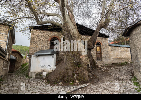 Basqal, Ismayilli regione, Azerbaigian - Aprile 30, 2019. Il vecchio piano orientali (Platanus orientalis), risalente al XVI secolo, in Basqal insediamento di Foto Stock