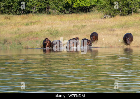 Un pod di ippopotami (Hippopotamus amphibius) in un fiume. Sebbene questi animali sono affiatati e spesso vivono in grandi gruppi non sono molto Foto Stock