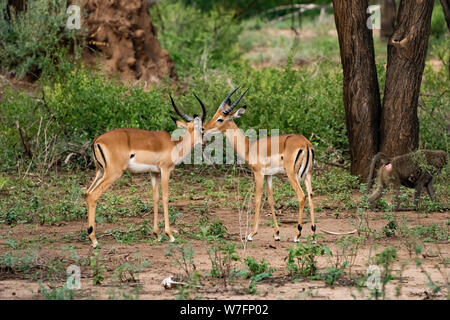 Vista laterale di un maschio e una femmina di impala (Aepyceros melampus). Fotografato a Lake Manyara National Park, Tanzania, Foto Stock