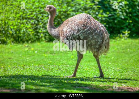 Uem uccello maschio in piedi sul prato verde Foto Stock