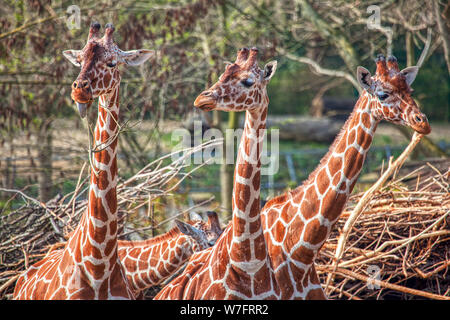 Gruppo di giraffe insieme permanente Foto Stock