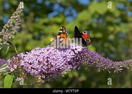 Farfalla pavone (Inachis io) e dipinto di lady (Vanessa cardui) su butterfly-bush (Buddleja davidii) vicino a Schönwalde, Schleswig-Holstein, Germania Foto Stock