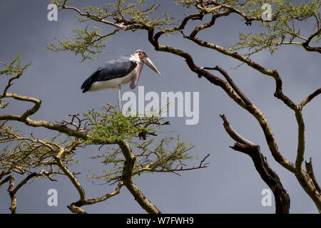 Marabou Stork (Leptoptilos crumeniferus), su un albero. con un cielo nuvoloso sfondo. Questa grande cicogna è trovato l'Africa sub-sahariana. Esso è specializzato Foto Stock