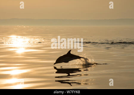 Un breve becco delfino comune, Delphinus delphis, saltando la sera nella baia di Lyme a poche miglia dal porto di West Bay visto da una barca. Foto Stock