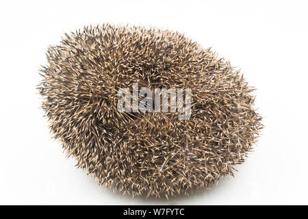 Un Riccio, Erinaceus europaeus, arricciati in una sfera e fotografati su uno sfondo bianco. Il riccio hanno subito una notevole diminuzione delle loro numb Foto Stock