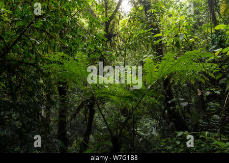 .Cycad (Cycadales) nel mistico Parco Nazionale Arenal, provincia di Alajuela, Costa Rica, America Centrale Foto Stock