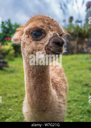 Divertente ritratto animali pelosi lama baby Foto Stock