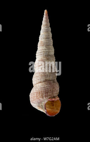 Un Augure, o torre, shell, Turritella communis, fotografato su uno sfondo nero. Il Dorset England Regno Unito GB Foto Stock