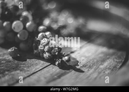 Grappolo bianco di uve del vitigno sulla canna in vigna al momento per la mietitura, Ungheria Foto Stock