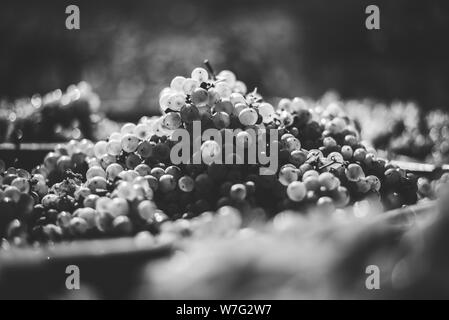 Blue uve del vitigno in monocromatico. Le uve per la produzione di ghiaccio in vino. Una vista dettagliata di una congelati i vitigni in un vigneto in autunno. Foto Stock