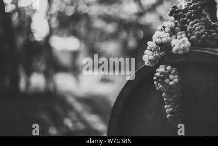 L'uva in vino in legno barile nel vigneto, Ungheria Foto Stock