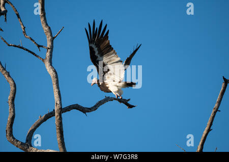 White-headed Vulture (Trigonoceps occipitalis) specie gravemente minacciate specie di uccello endemico in Africa. Fotografato a fiume Zambesi, dello Zimbabwe nel mese di aprile Foto Stock