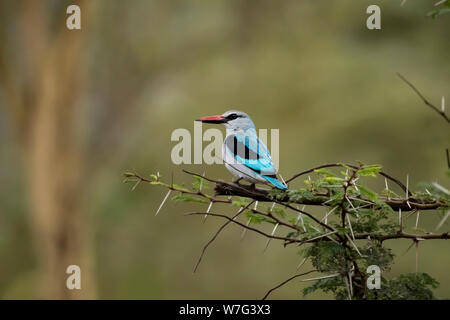 Woodland kingfisher (Halcyon senegalensis). Il bosco kingfisher abita a secco habitat boschivo nei tropici tra Sahara e Africa del Sud. Foto Stock