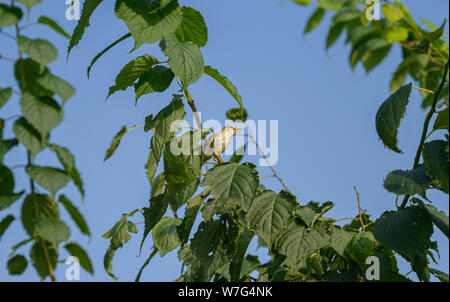 Piccolo songbird si siede su un ramo e canta. Foto Stock