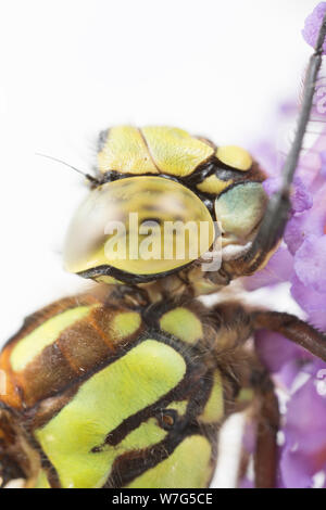 Un Southern Hawker dragonfly, Aeshna cyanea, fotografata in uno studio prima del rilascio. La figura mostra i dettagli della Testa e occhi composti. A nord del Dorset Eng Foto Stock