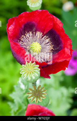 Semi di papavero teste e rosso papavero orientali che cresce in giardino, East Sussex, England, Regno Unito, Europa Foto Stock