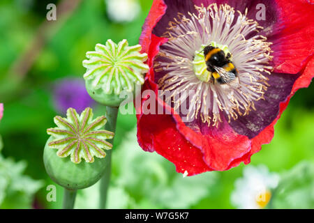 Semi di papavero teste e rosso papavero orientale con Bumble Bee la raccolta di nettare, East Sussex, England, Regno Unito, Europa Foto Stock