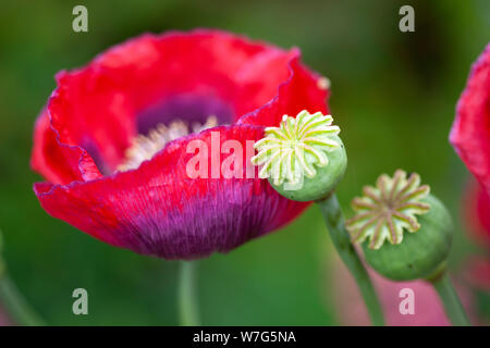 Semi di papavero teste e rosso papavero orientali che cresce in giardino, East Sussex, England, Regno Unito, Europa Foto Stock