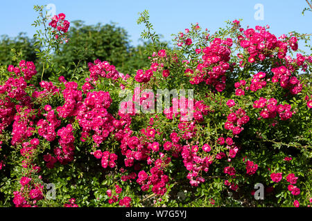 Dorothy Perkins Roses crescente sul muro del giardino, Burwash, East Sussex, England, Regno Unito, Europa Foto Stock
