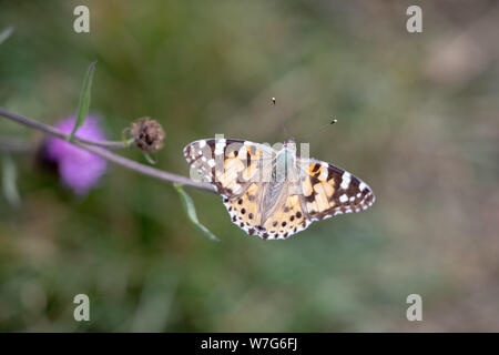 Painted Lady Foto Stock