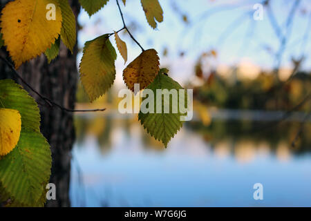 Aspen Tree con il giallo dorato e il verde delle foglie fotografato durante la stagione autunnale di Kuopio, Finlandia. Sullo sfondo vi è un lago calmo. Foto Stock