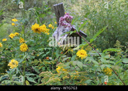 Vecchio birdhouse nascosti da Joe Pye erbaccia e Golden Oldies Foto Stock