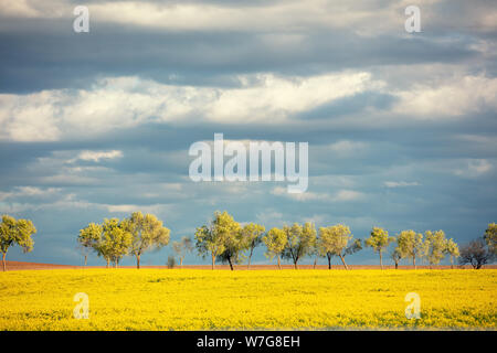 Paesaggio con seminativi campo di colza e di una fila di alberi all'orizzonte. Paesaggio rurale in primavera. Spagna, Europa Foto Stock
