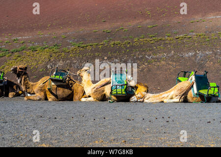 Spagna, Lanzarote, tre cammelli in fila in appoggio su hot lava nera sabbia vicino al vulcano rosso Foto Stock