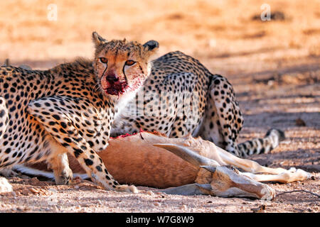 Ghepardi mangiando un springbok, transfrontaliero Kgalagadi Foto Stock