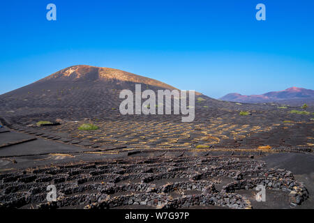 Spagna, Lanzarote, duro lavoro della viticoltura su nero suolo vulcanico nella regione del vino della Geria Foto Stock