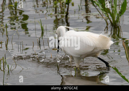 Little Egret cattura i pesci con l'acqua disturbata e il pesce chiaramente visto Foto Stock