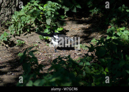 Magpie in una piccola radura illuminata dalla luce del sole che lo mette in evidenza è piumaggio e circondato da un cerchio di sottobosco verde Foto Stock