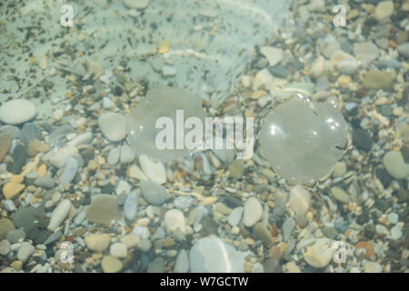 Molti inchiodato alla riva abitante marino del Mar Nero, meduse galleggianti in mare chiaro. Foto Stock