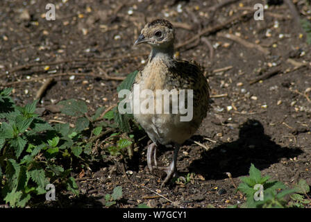 Pheasant cazzo in primo piano a terra con un piede sollevato come cerca di cibo Foto Stock