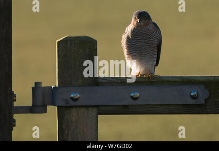 Kestrel sulla porta fattoria evidenziato dal sole di mattina presto con il corpo di fronte allo spettatore e fissando dritto avanti Foto Stock