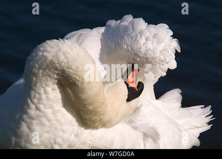 Posa classica di Mute Swan preening le sue ali in pieno sole con il suo collo ritorto nella forma familiare 's. Foto Stock