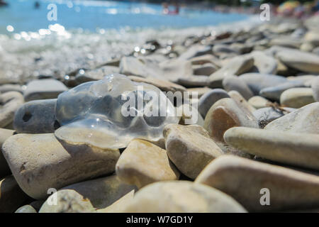 Mare trasparente abitante del mar Nero, meduse, gettata sulla spiaggia rocciosa del mare. Foto Stock