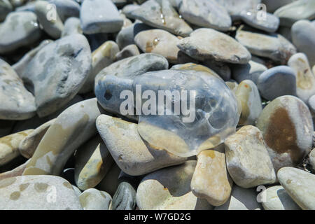 Mare trasparente abitante del mar Nero, meduse, gettata sulla spiaggia rocciosa del mare. Foto Stock