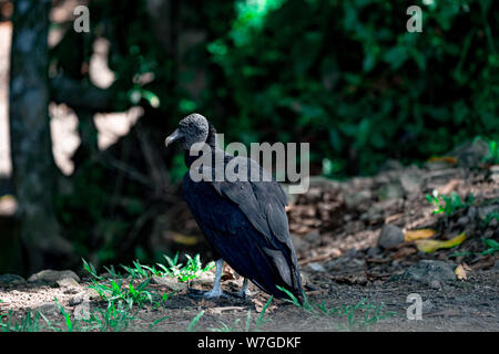 Avvoltoio nero (Coragyps atratus) American avvoltoio nero Foto Stock