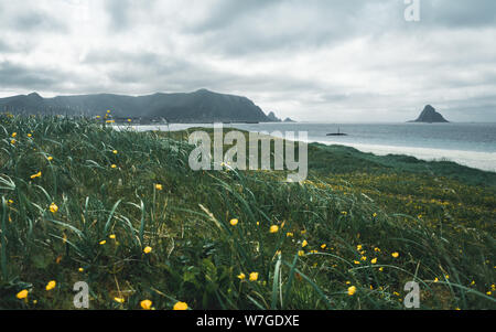Seascape, Costa sul mare con spiaggia sabbiosa frangiflutti e fiori di prato nel resort Bleik Andoya Norvegia. Vesteralen arcipelago. La North Norwegian spiaggia di sabbia Foto Stock