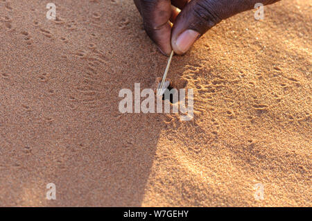 Un uomo solleva il lembo all'ingresso della tana di un ballo Lady Spider. Foto Stock