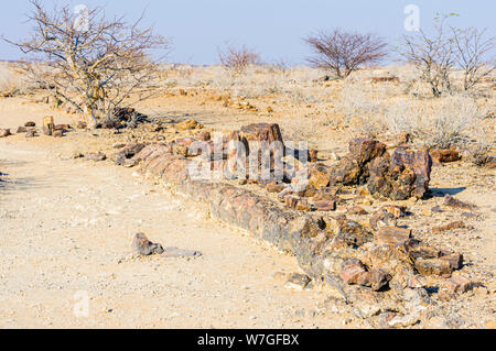 Fossilizzato tronco di albero nella foresta pietrificata, Twyfelfontein, Namibia Foto Stock