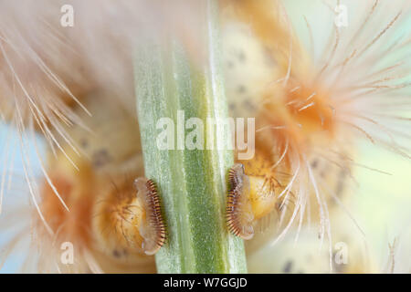 Foto macro di un caterpillar piedi grippy grabbing su un gambo di trifoglio Foto Stock