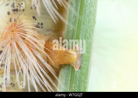 Foto macro di un caterpillar piedi grippy grabbing su un gambo di trifoglio Foto Stock